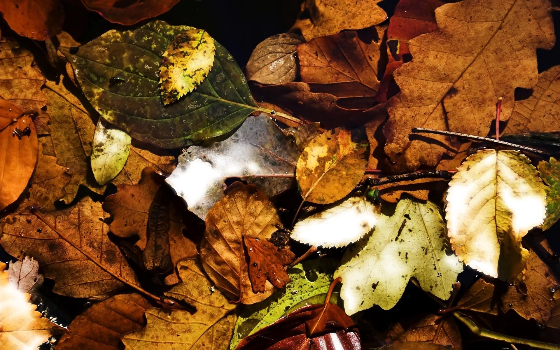 nature leaves autumn foliage