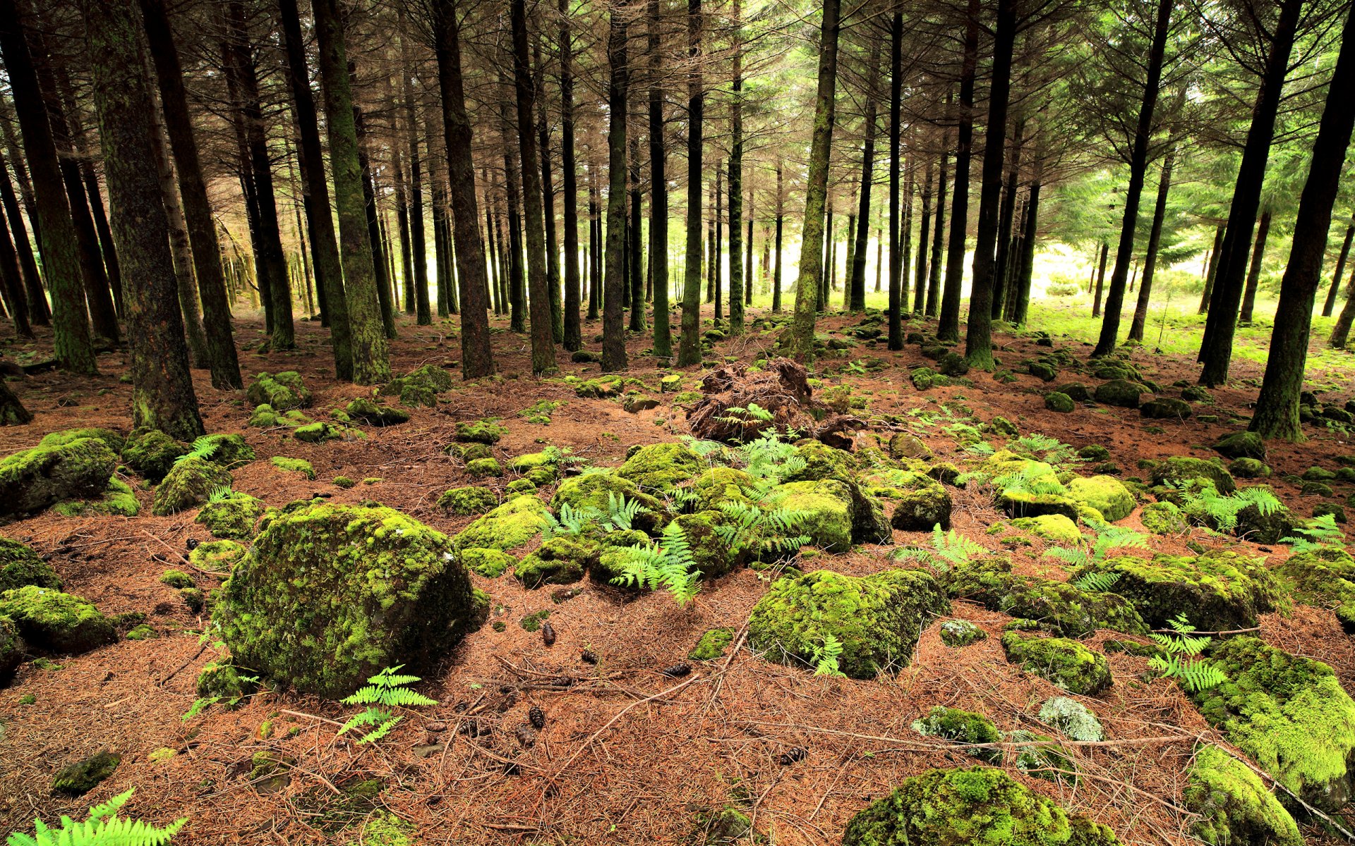 moss zone portugal forest