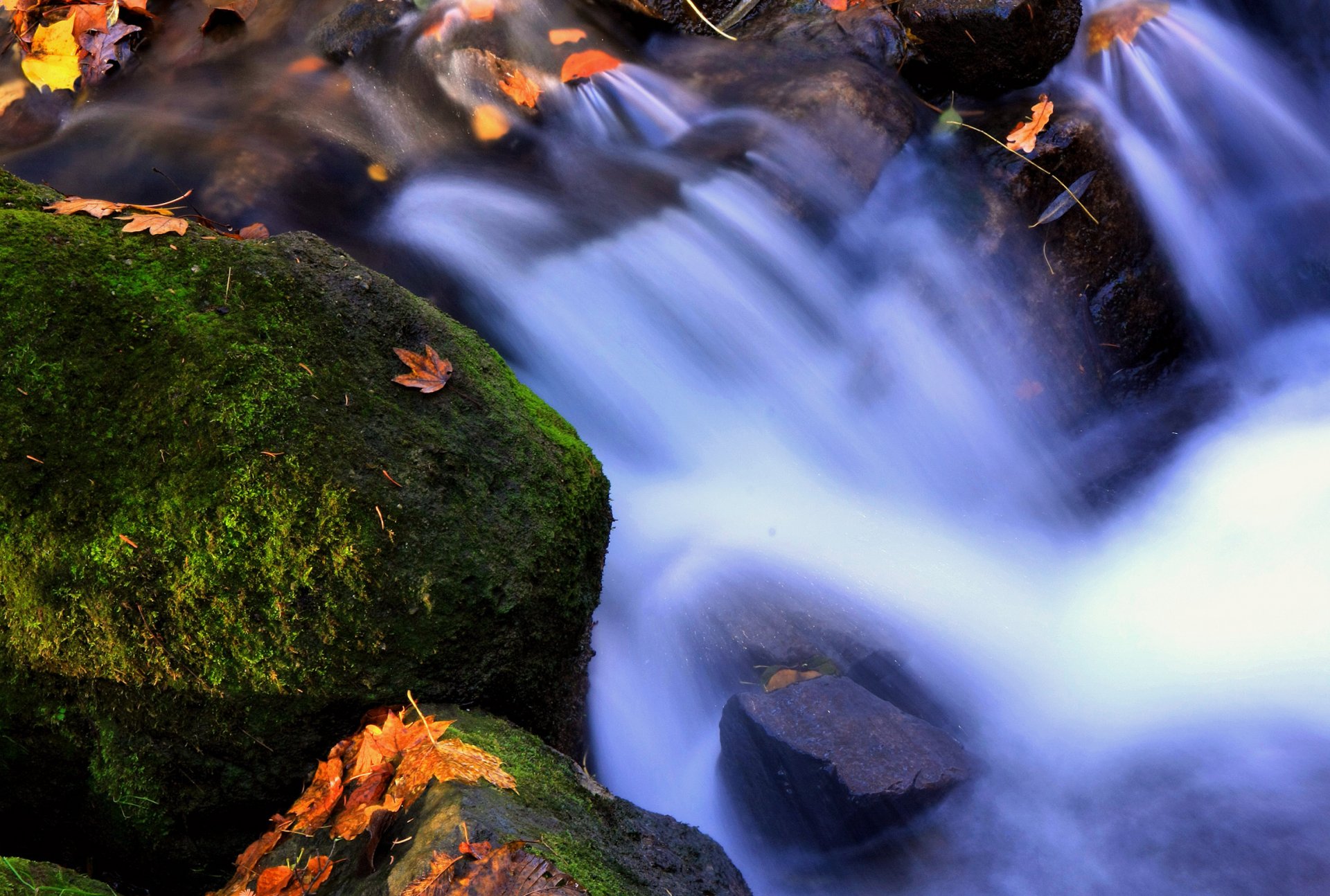 elemente wasser blätter moos