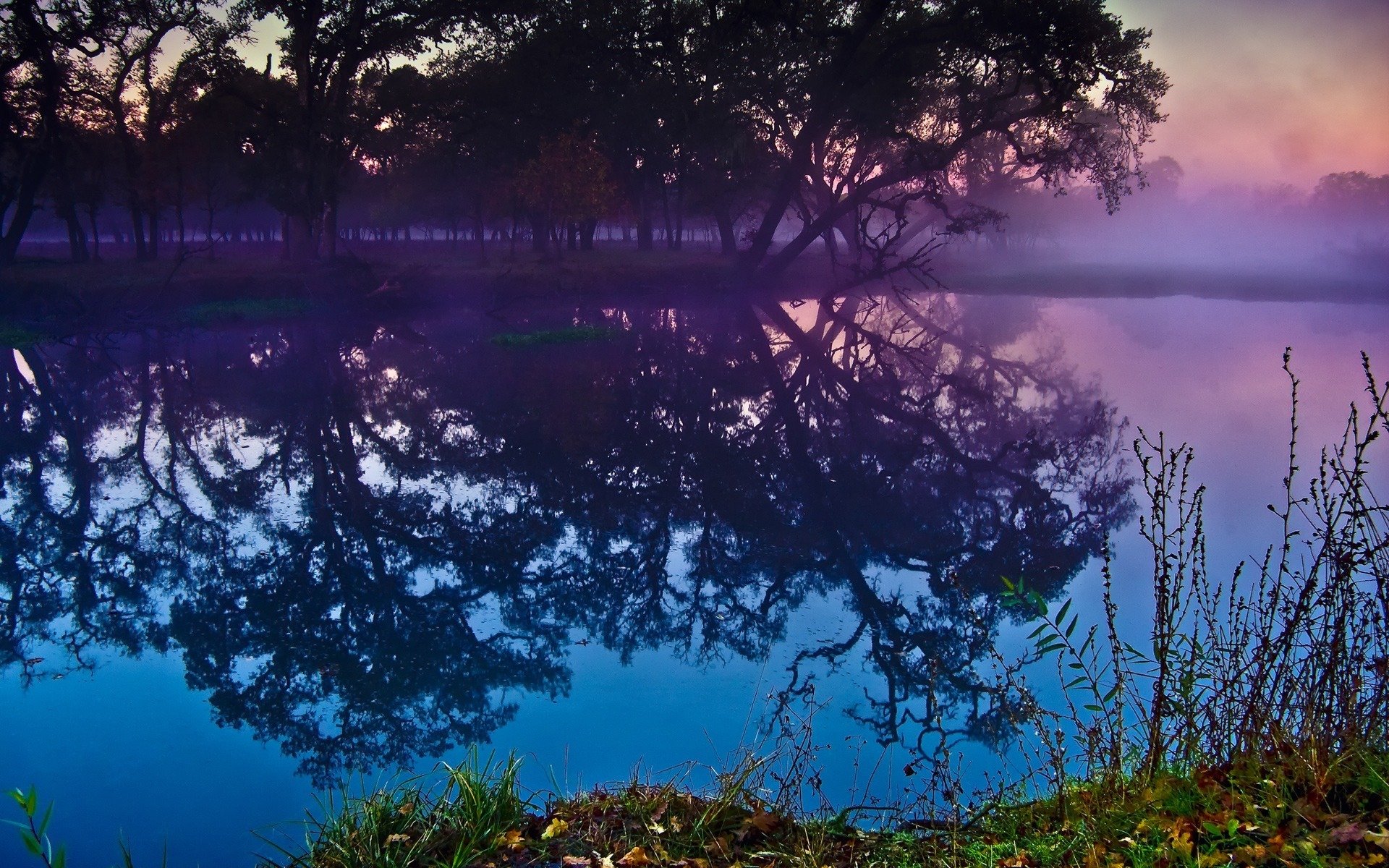 foresta fiume riflessione