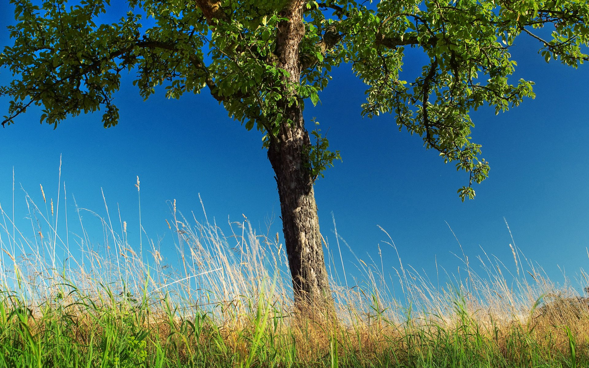 natur bäume baum gras