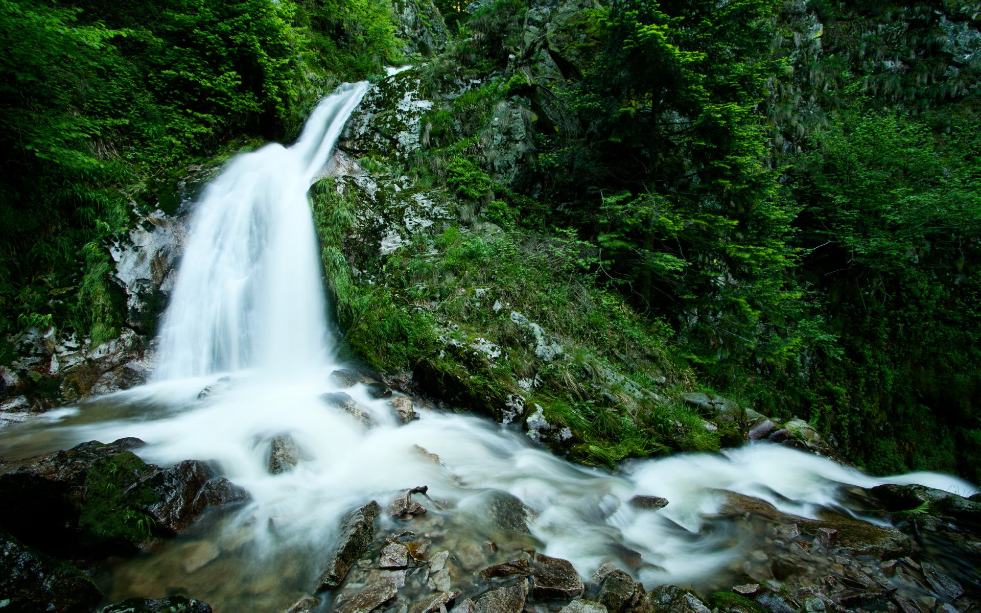 природа лес деревья зелень растения камни водопад ручей вода поток forest породы green life фото