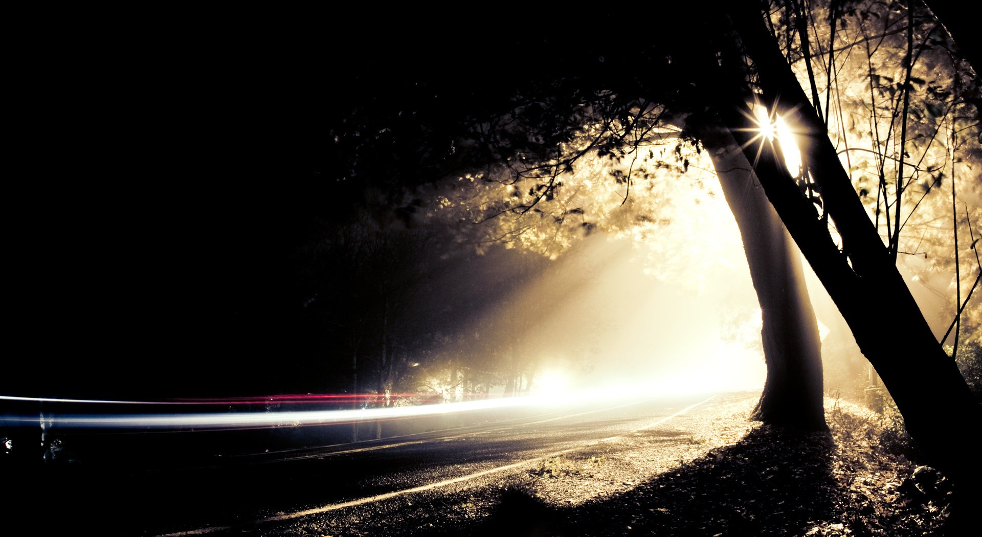 road night tree light