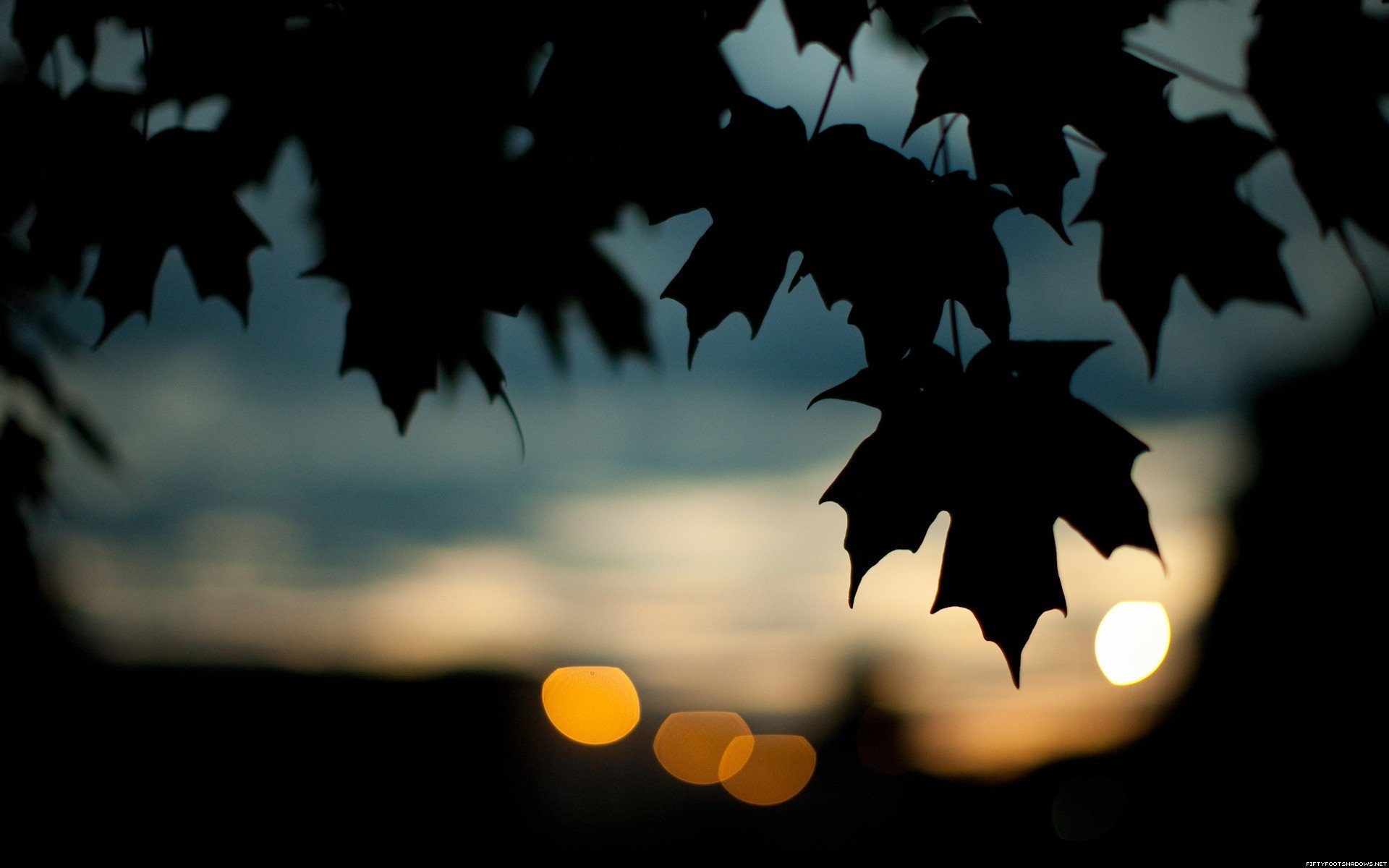 automne feuilles sombre