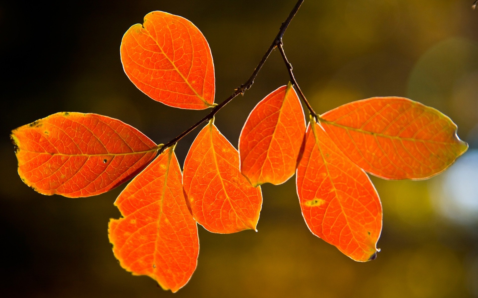 natura albero autunno foglie macro foglie natura fotografia