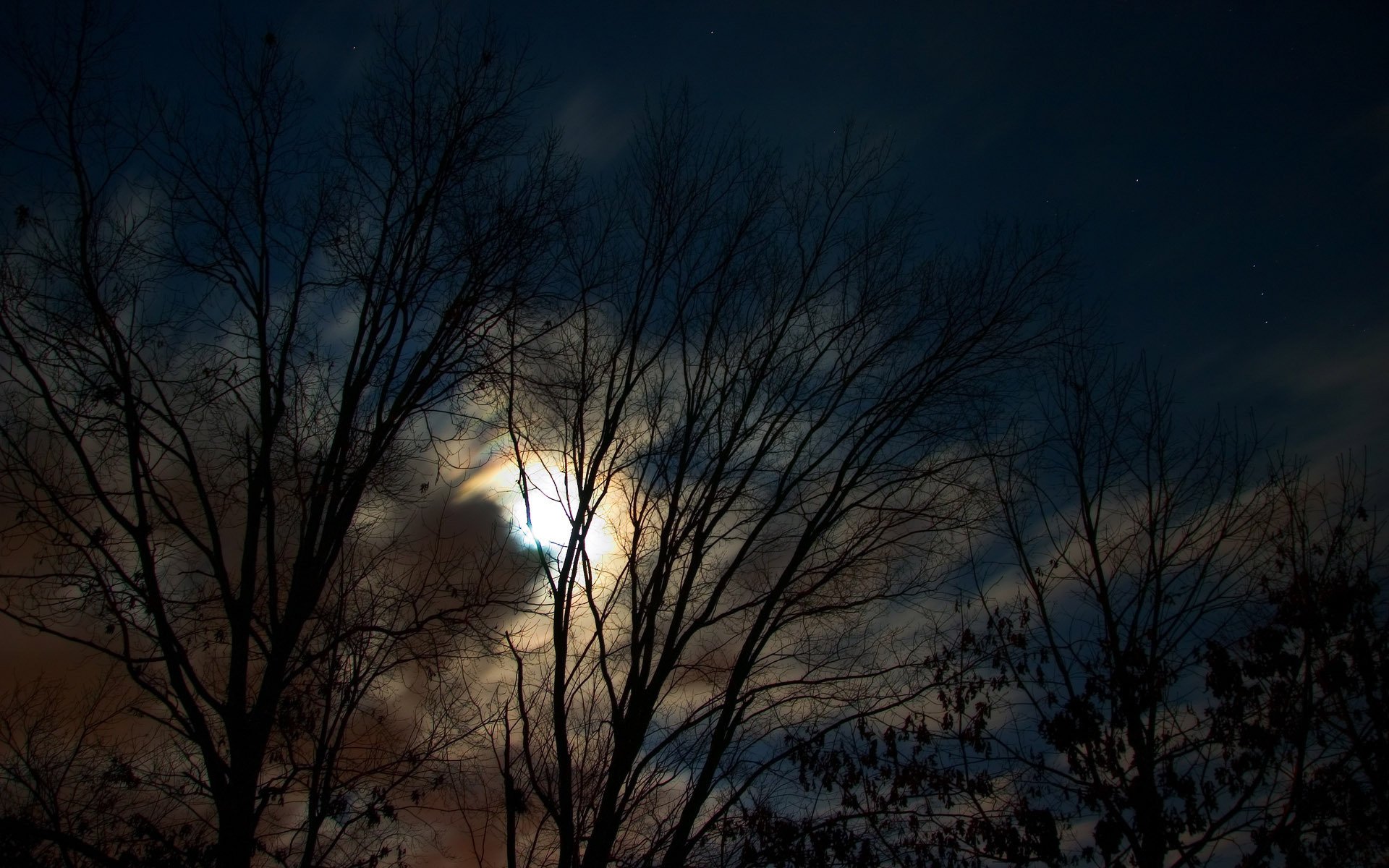 arbres nuit lune