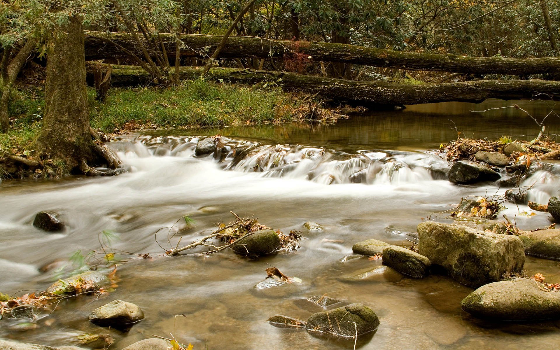 gebirgsfluss wasser strom bäume