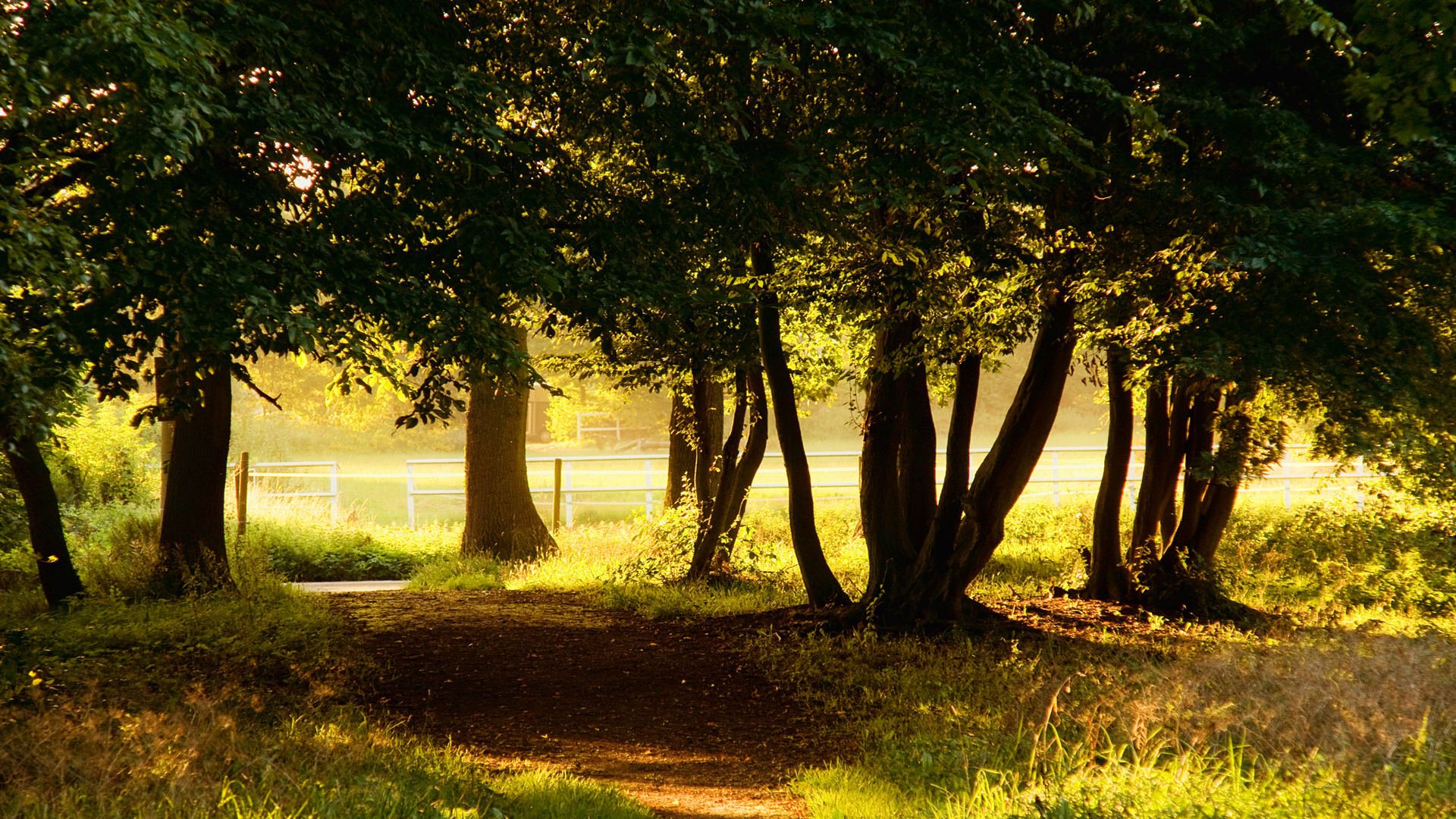 nature arbres