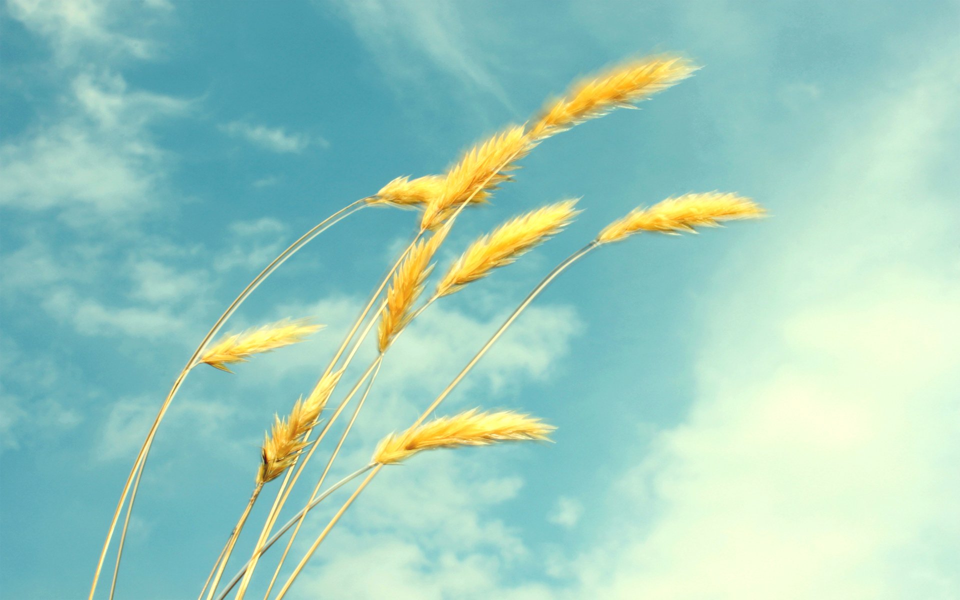 ky clouds summer spikes wheat lightne