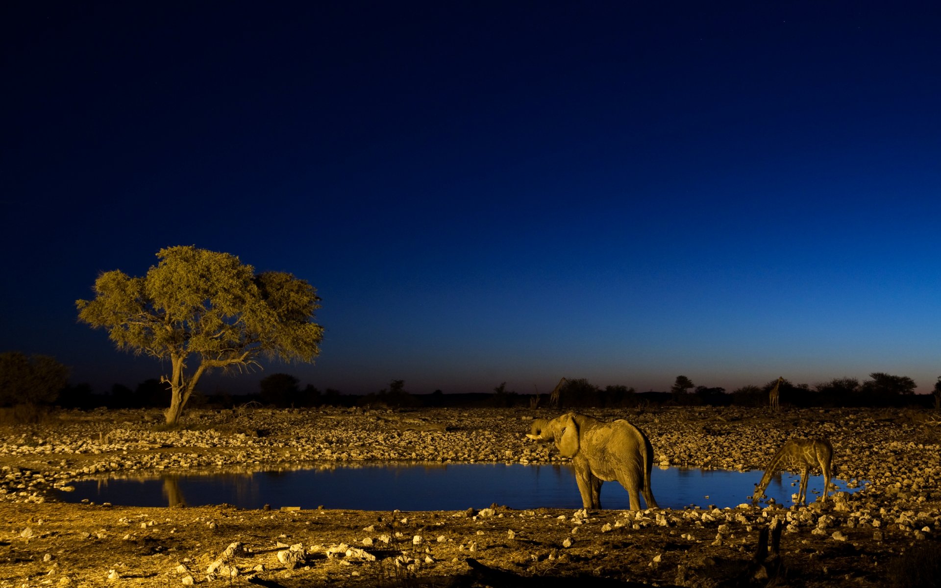 la noche el abrevadero el elefante la jirafa