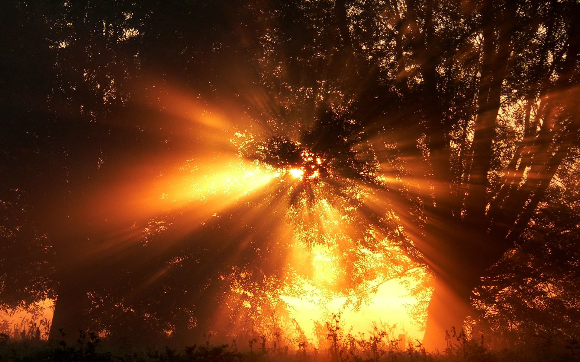 forêt rayons du soleil arbres