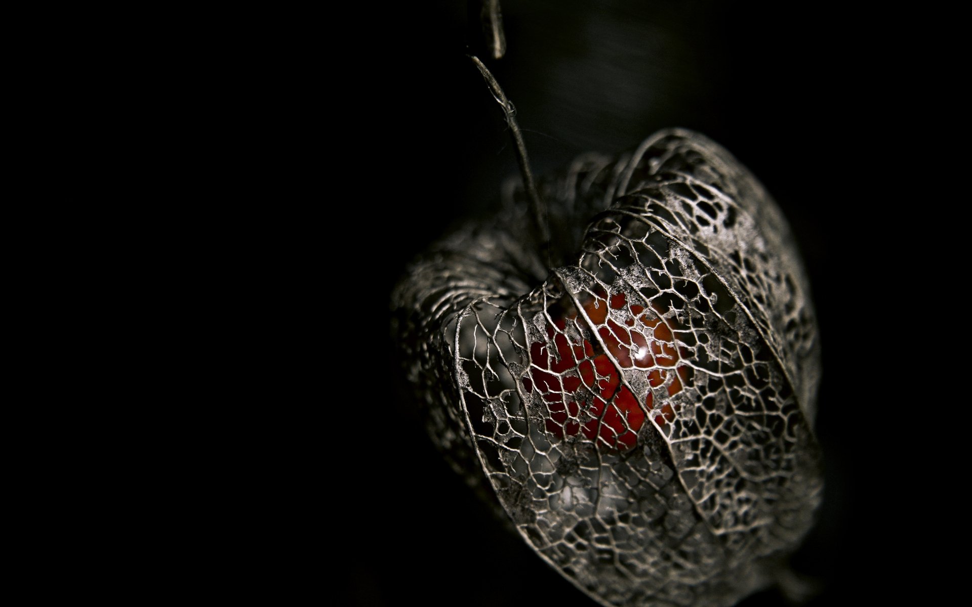 cape gooseberry berry skeleton