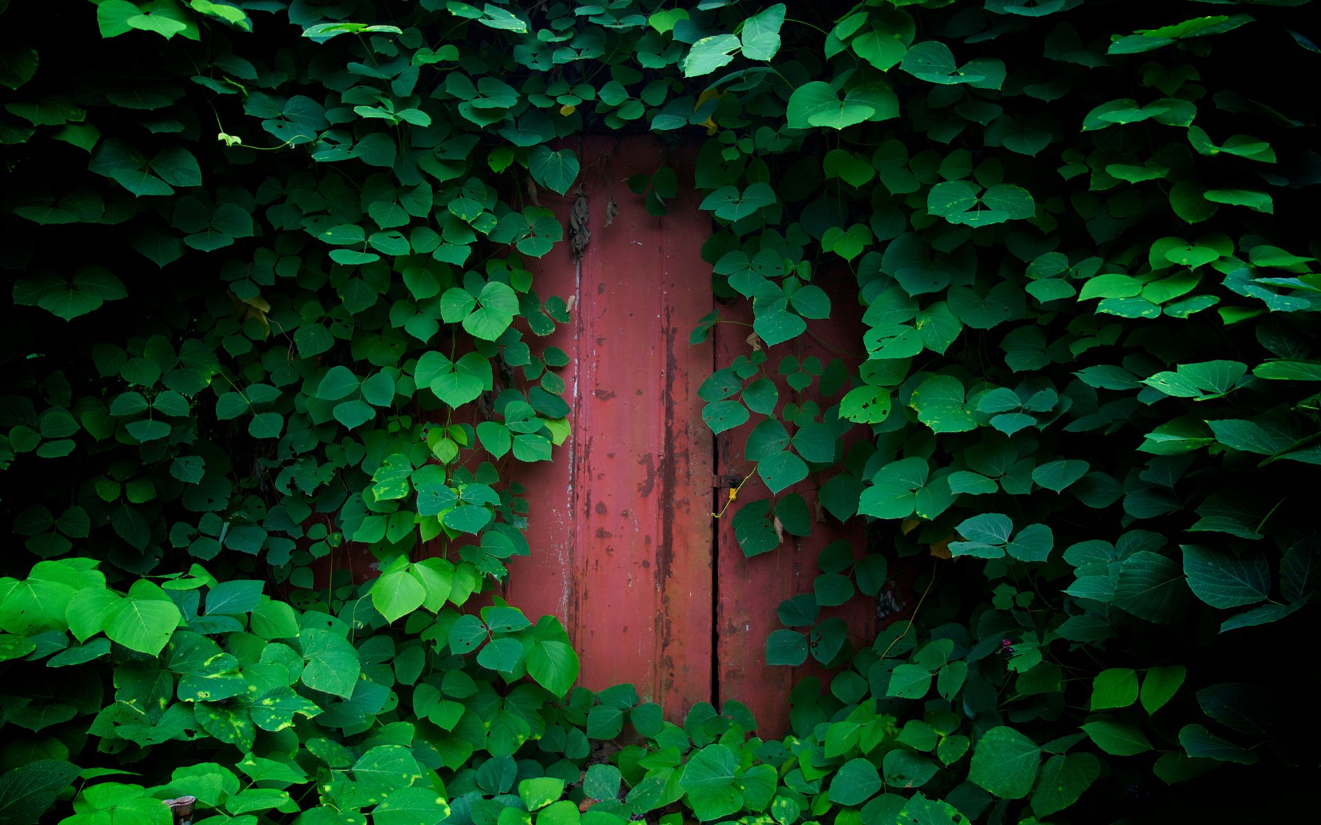 puerta naturaleza follaje hojas vegetación plantas