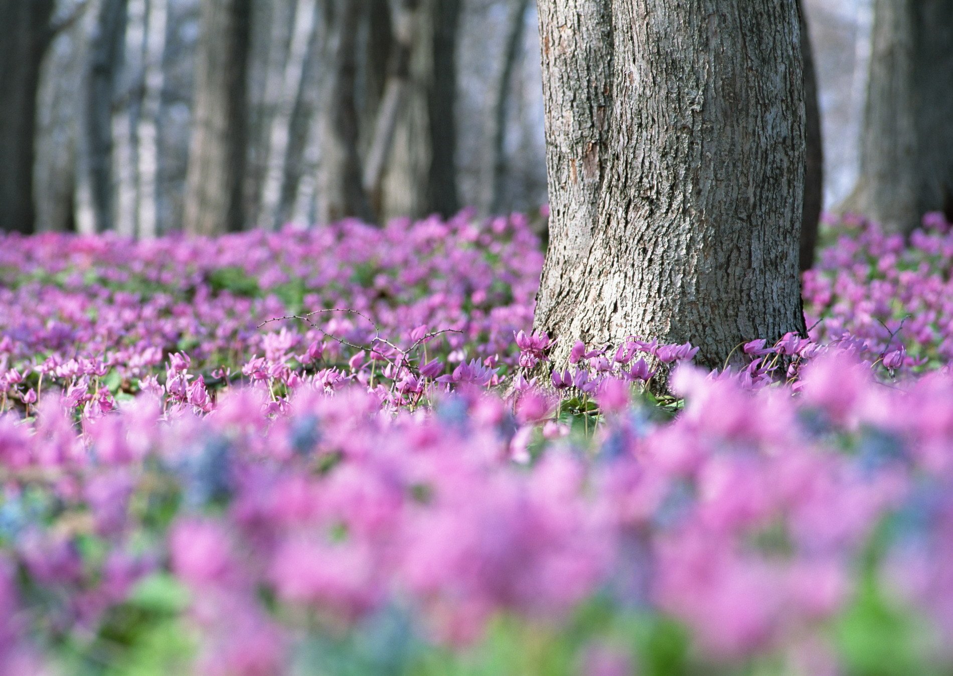 foresta albero fiori radura sfocatura