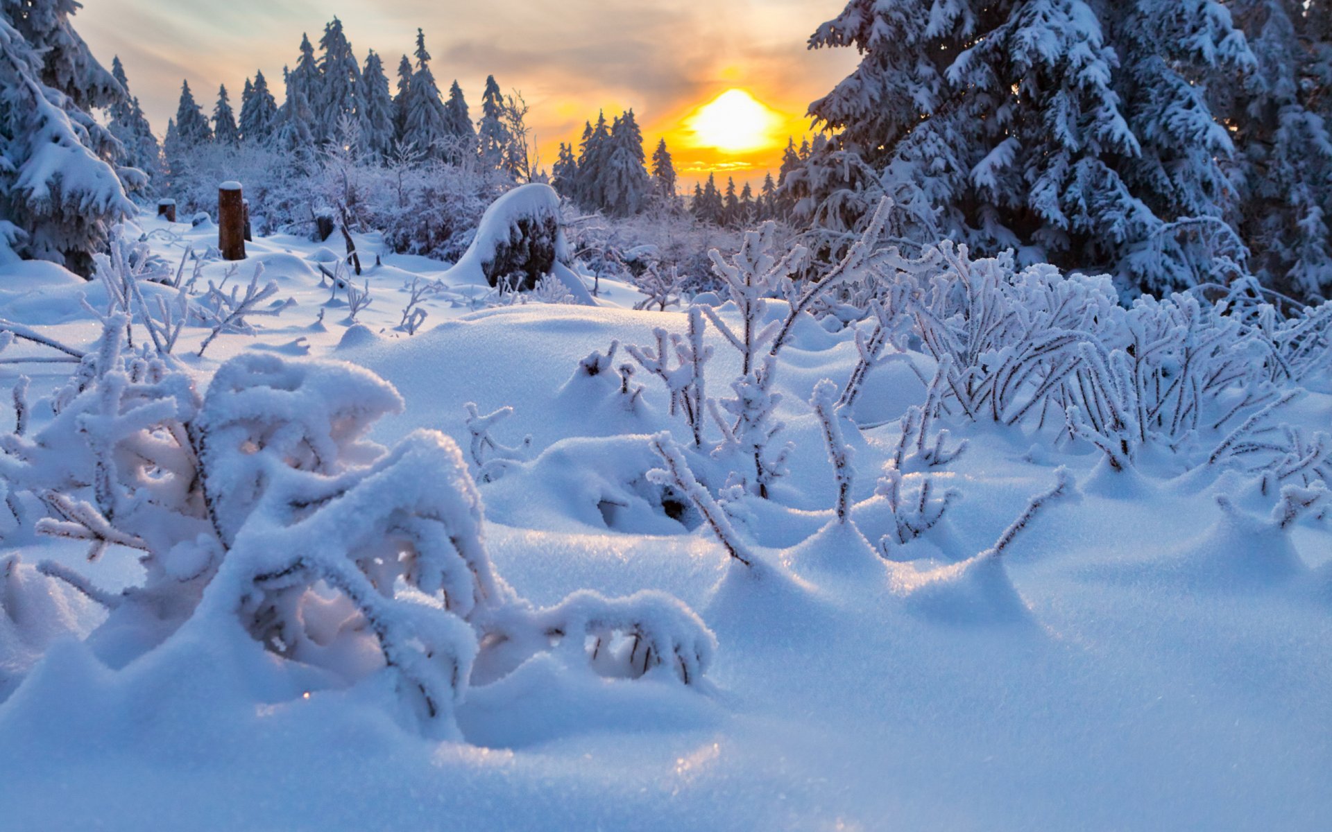 winter windbreak sunset