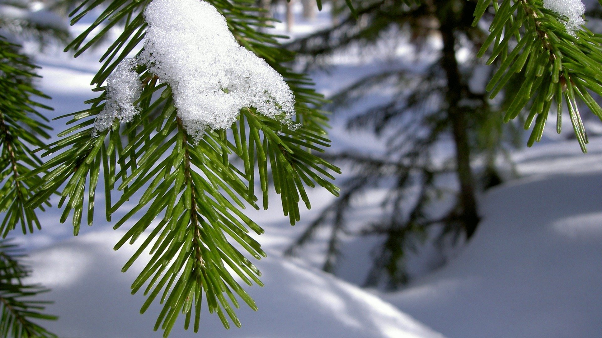 ramo aghi aghi neve inverno macro