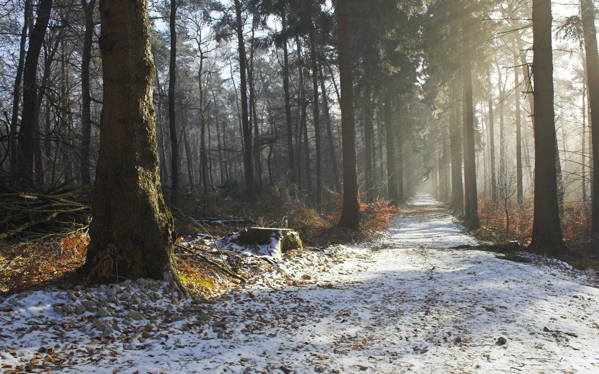 bosque árboles carretera neblina otoño invierno mañana belleza naturaleza