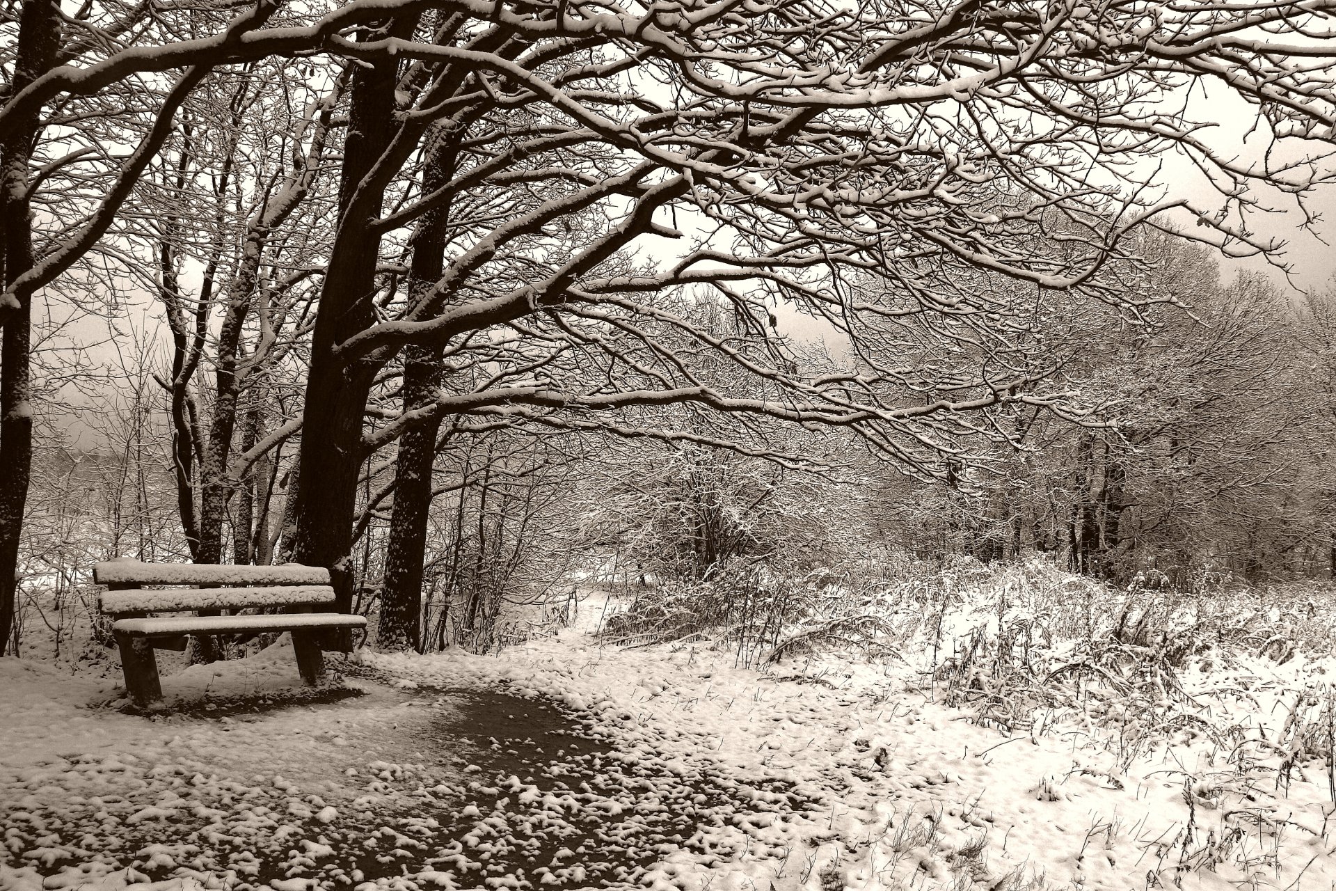 winter bench sepia