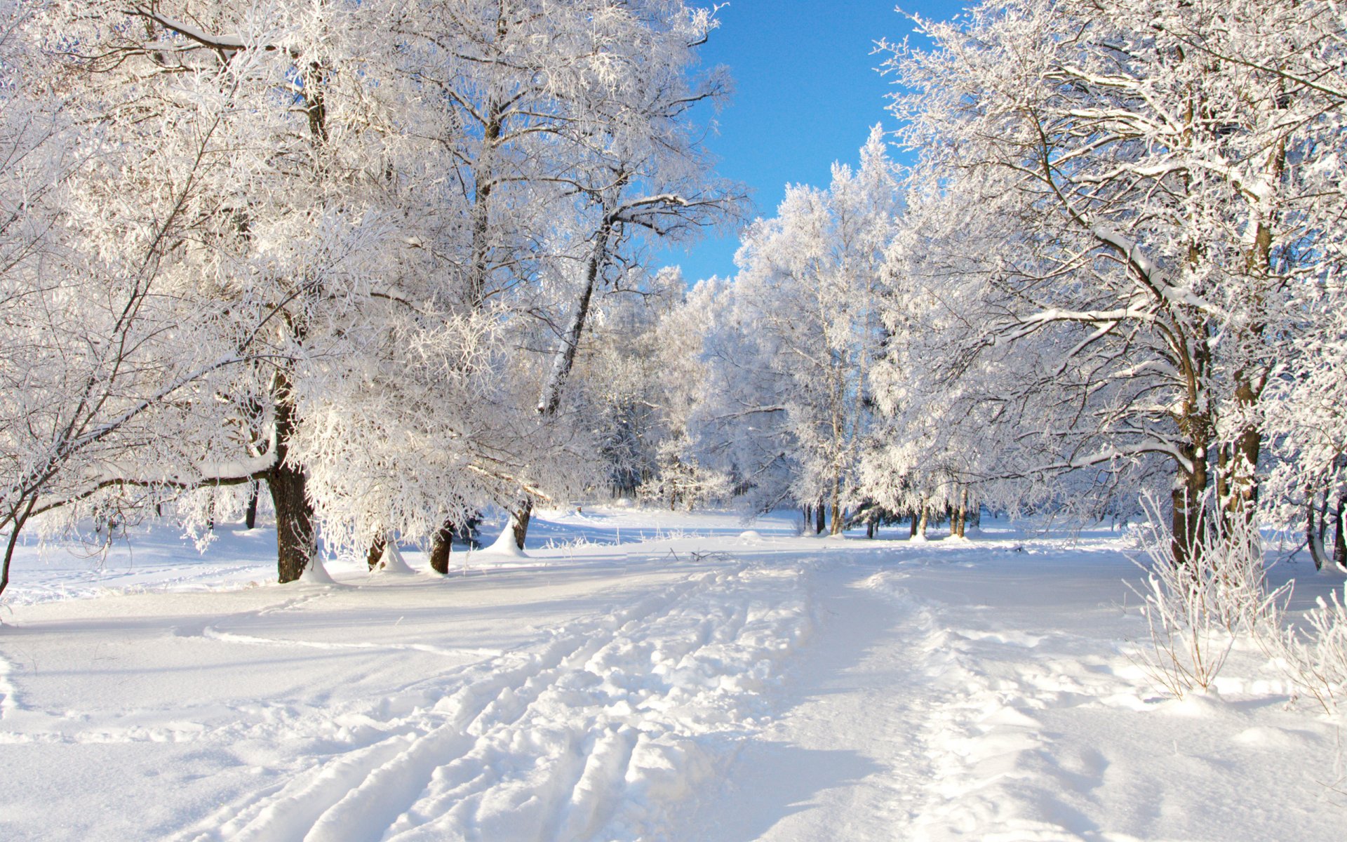 neve sentiero alberi