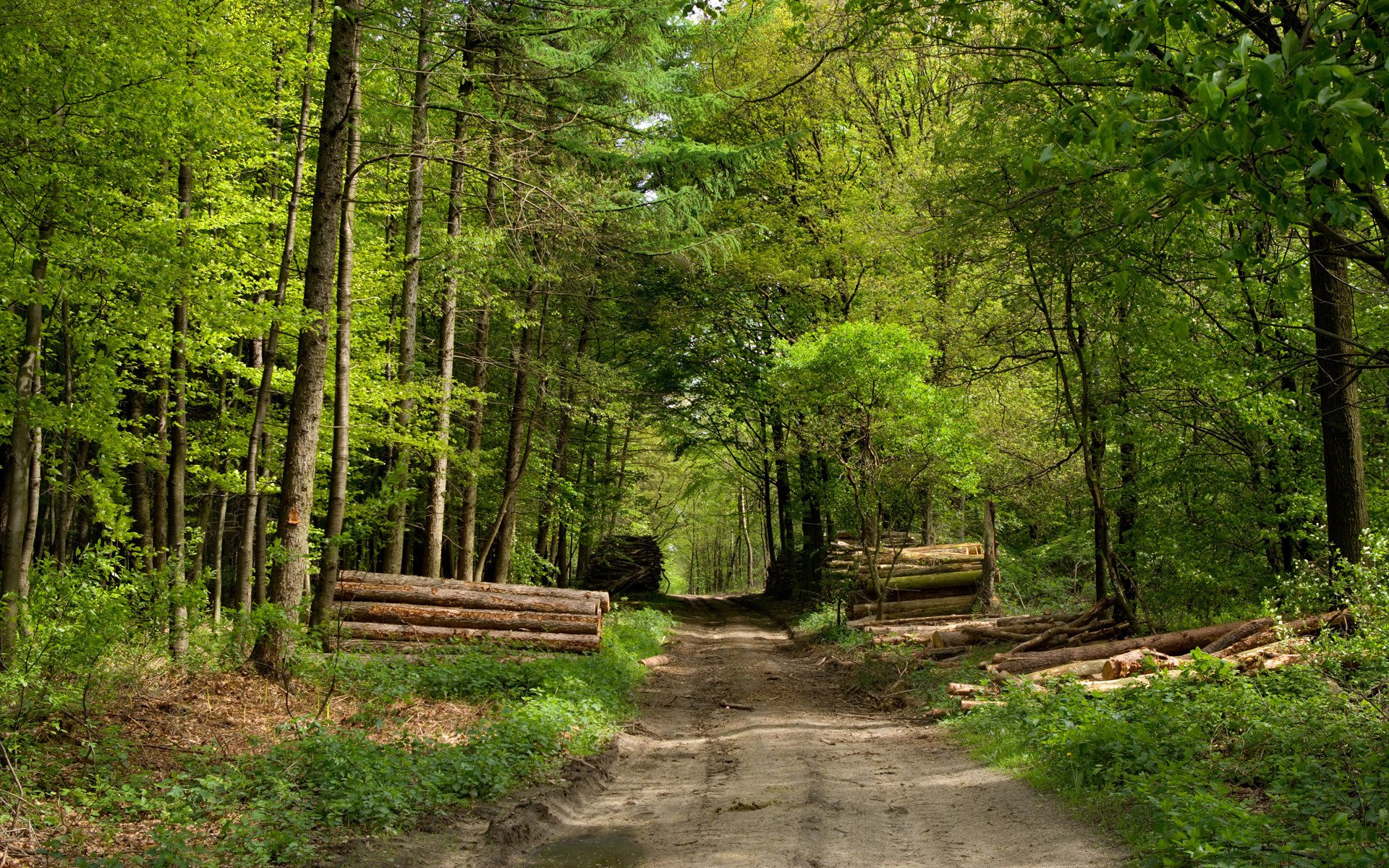 bosque camino