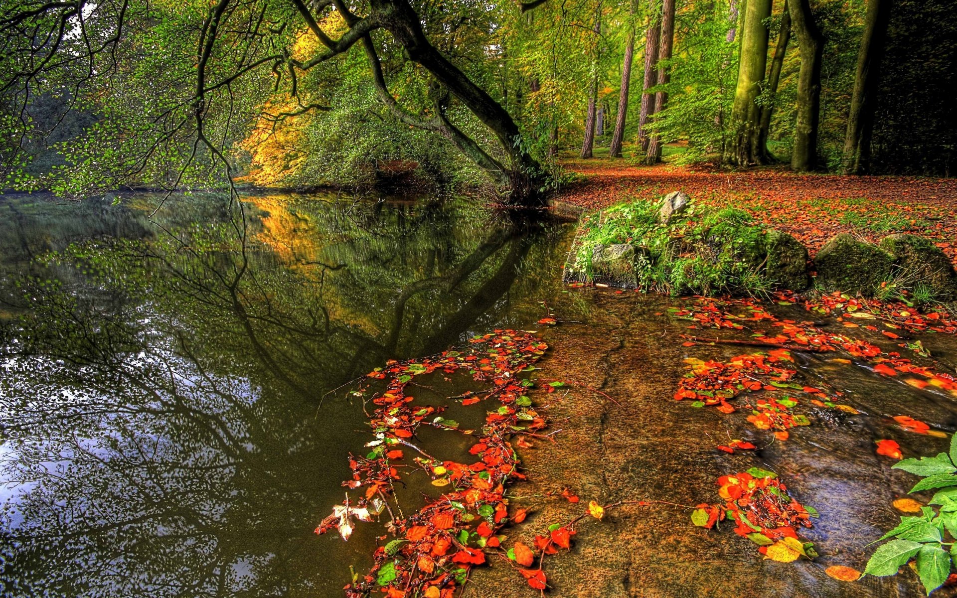 naturaleza agua árboles plantas otoño bosque ríos hojas