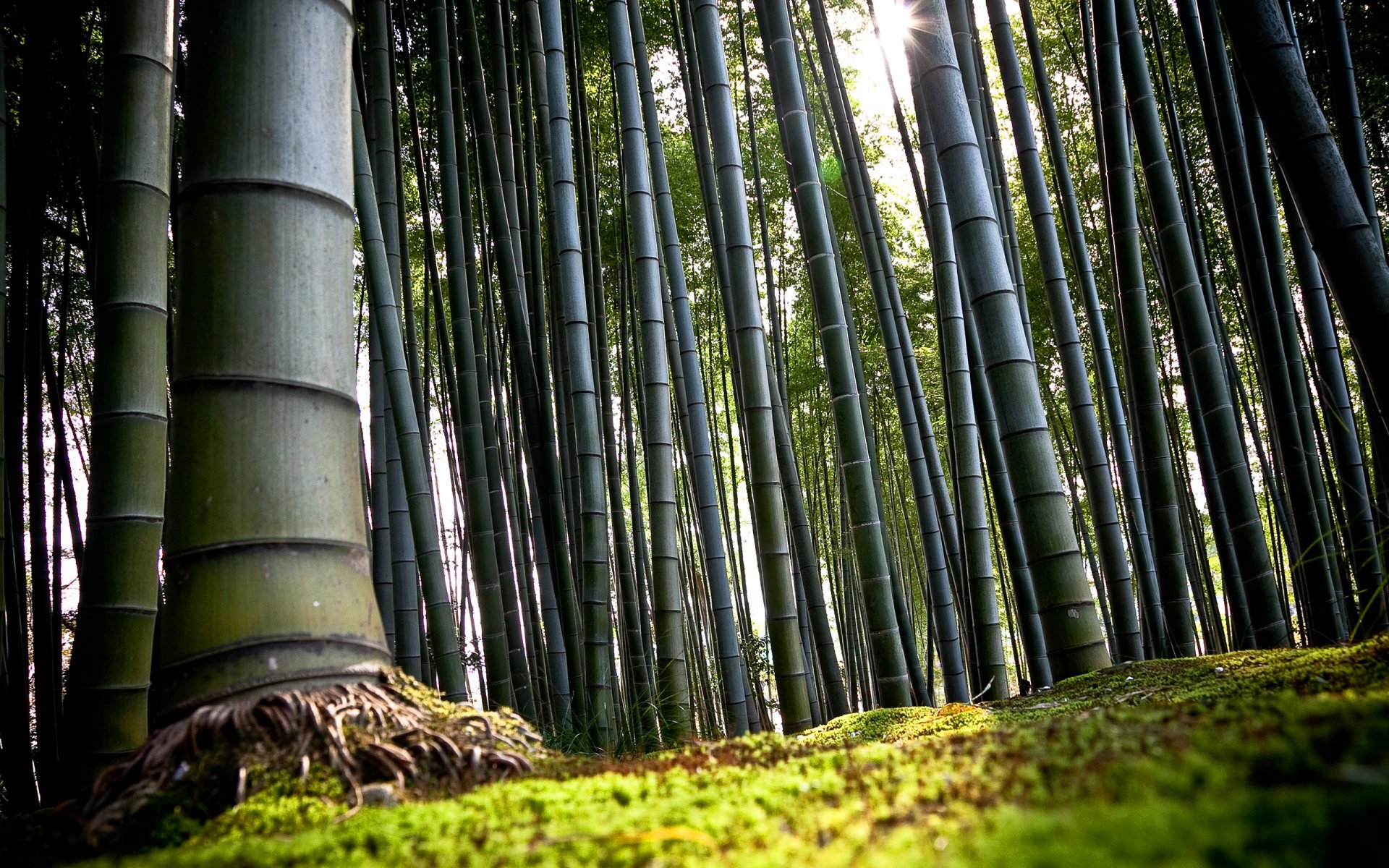 japón kyoto el bambú