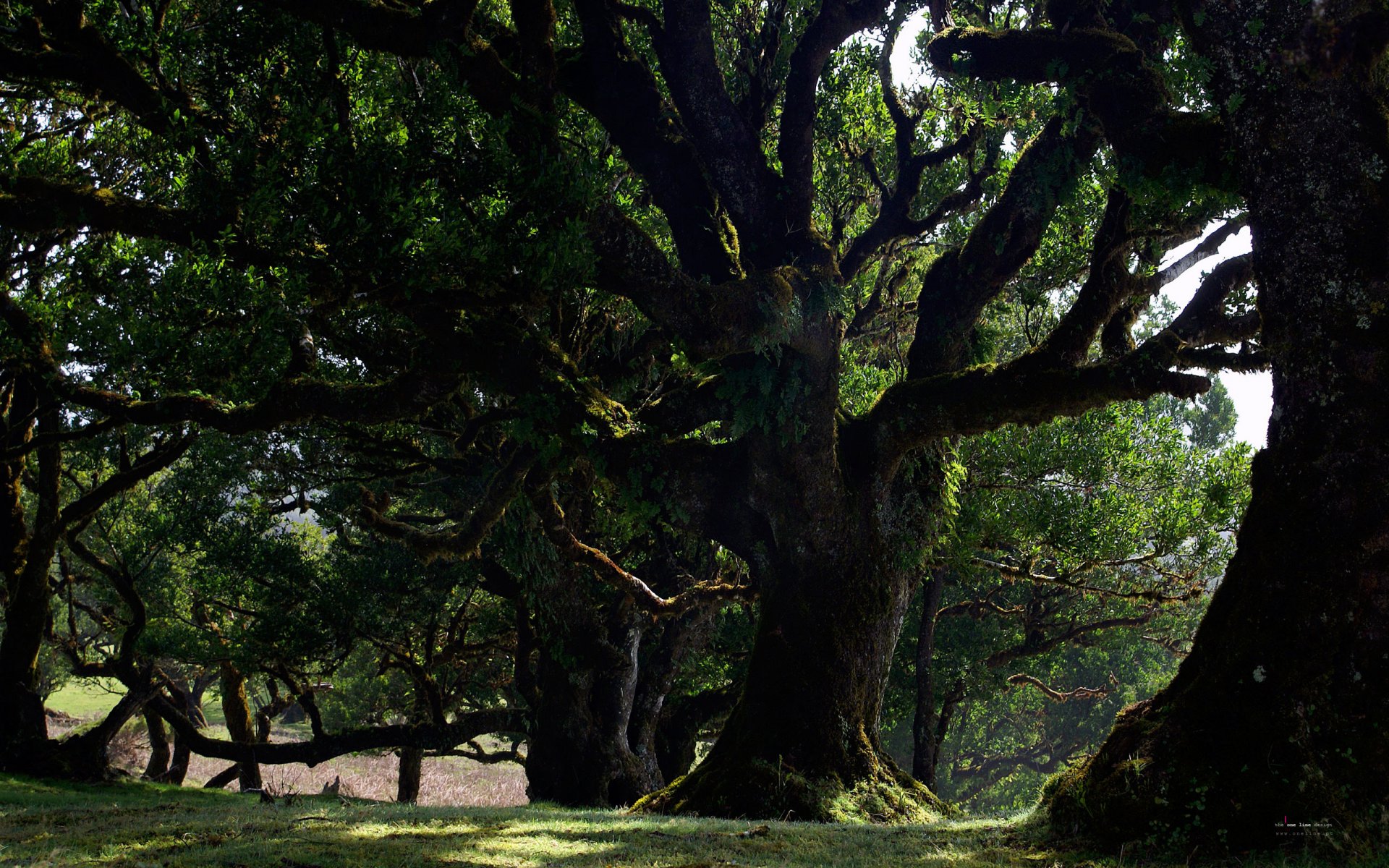 forest tree nature