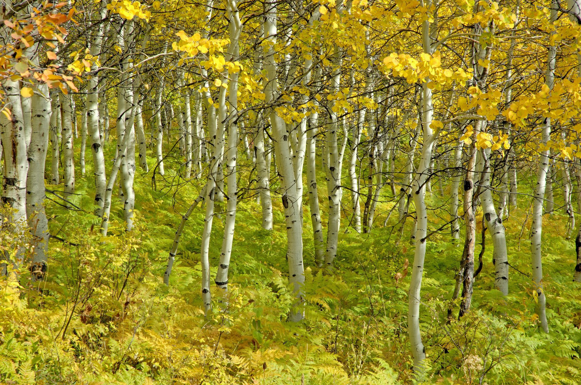 arbres bouleaux beauté bosquet automne