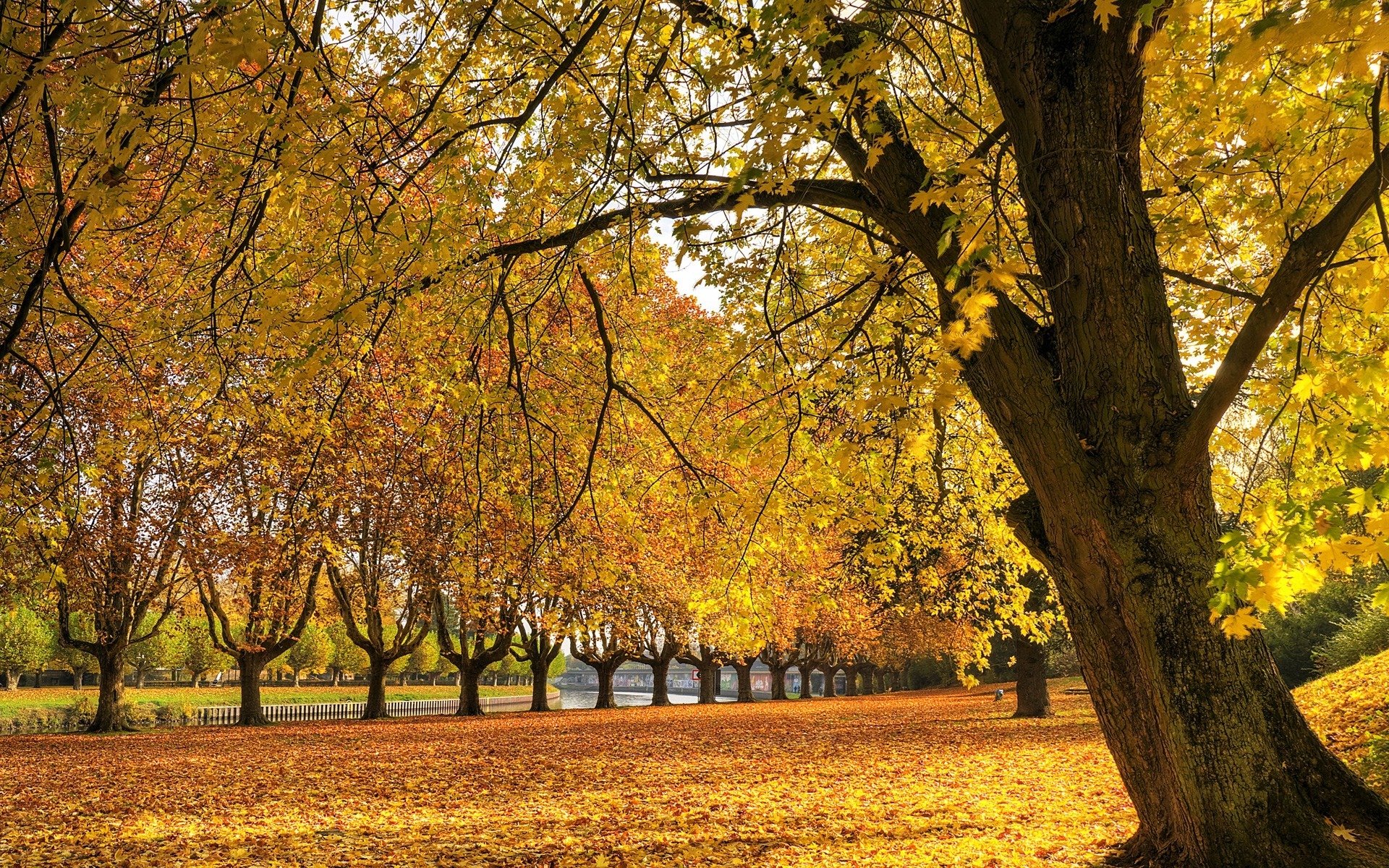 arbre automne herbe feuilles rivière