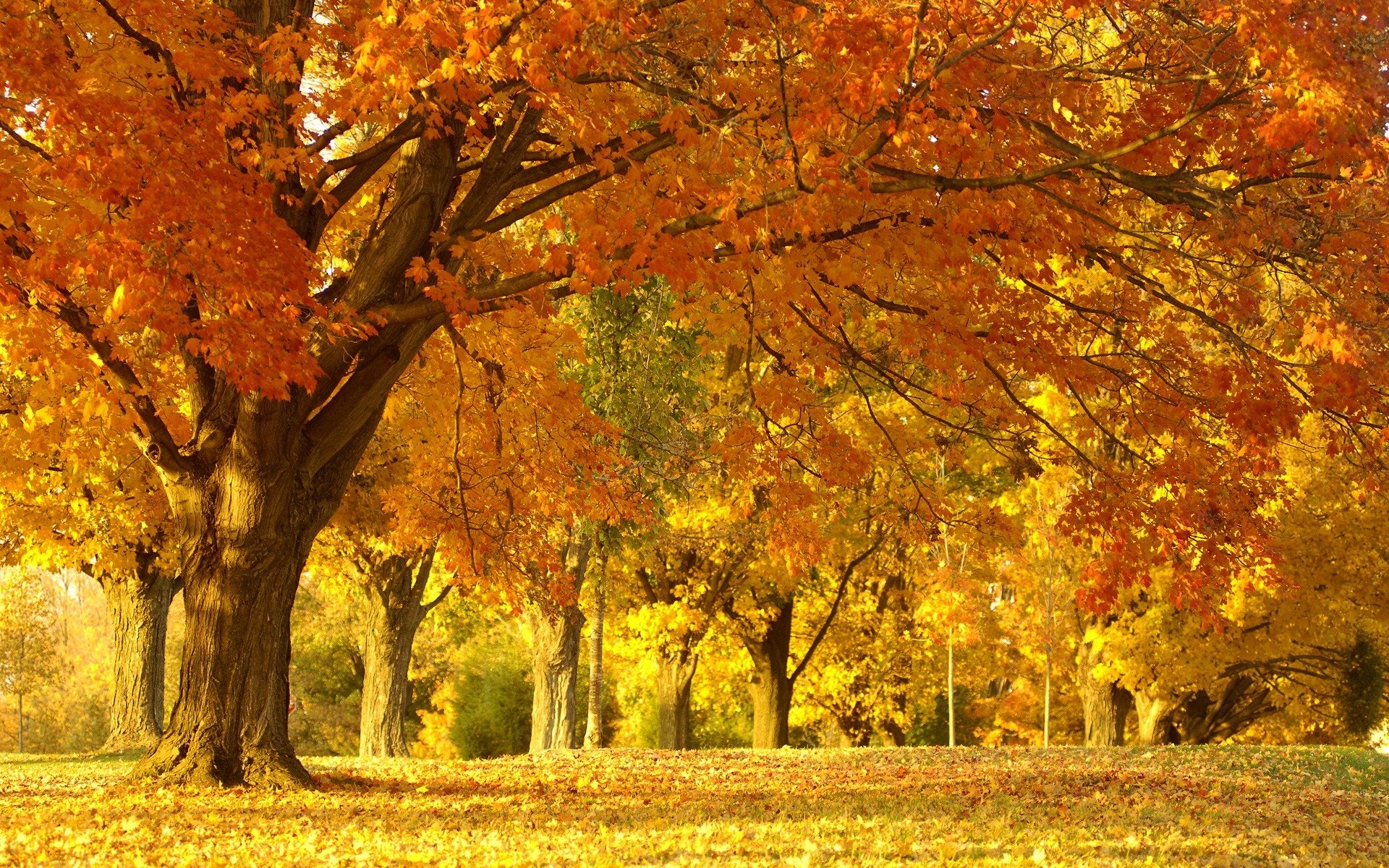 natur landschaft park wald bäume herbst laub schönheit