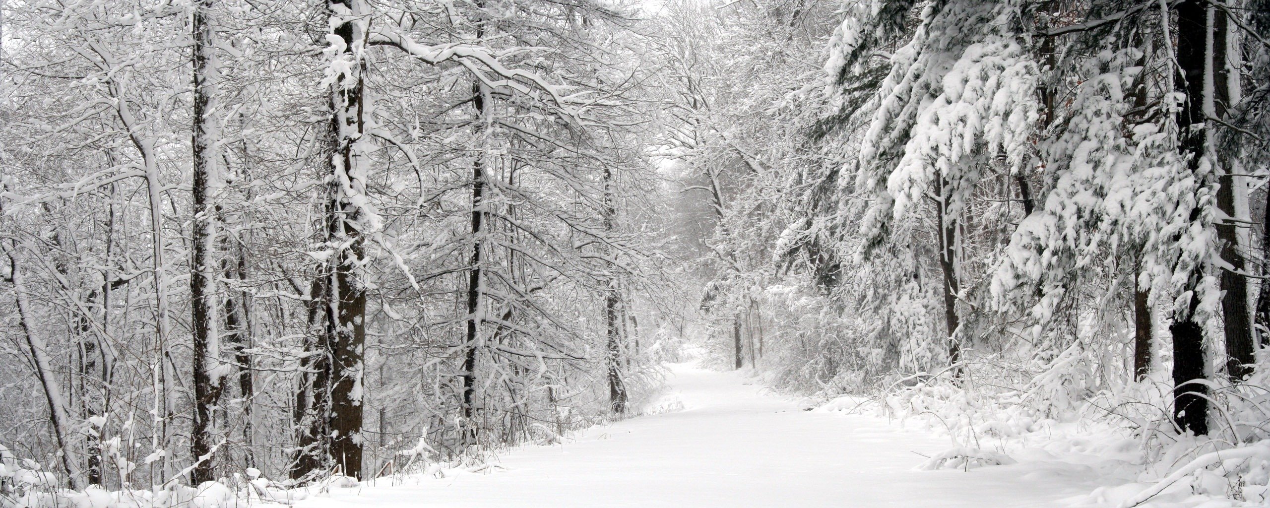 arbres neige route