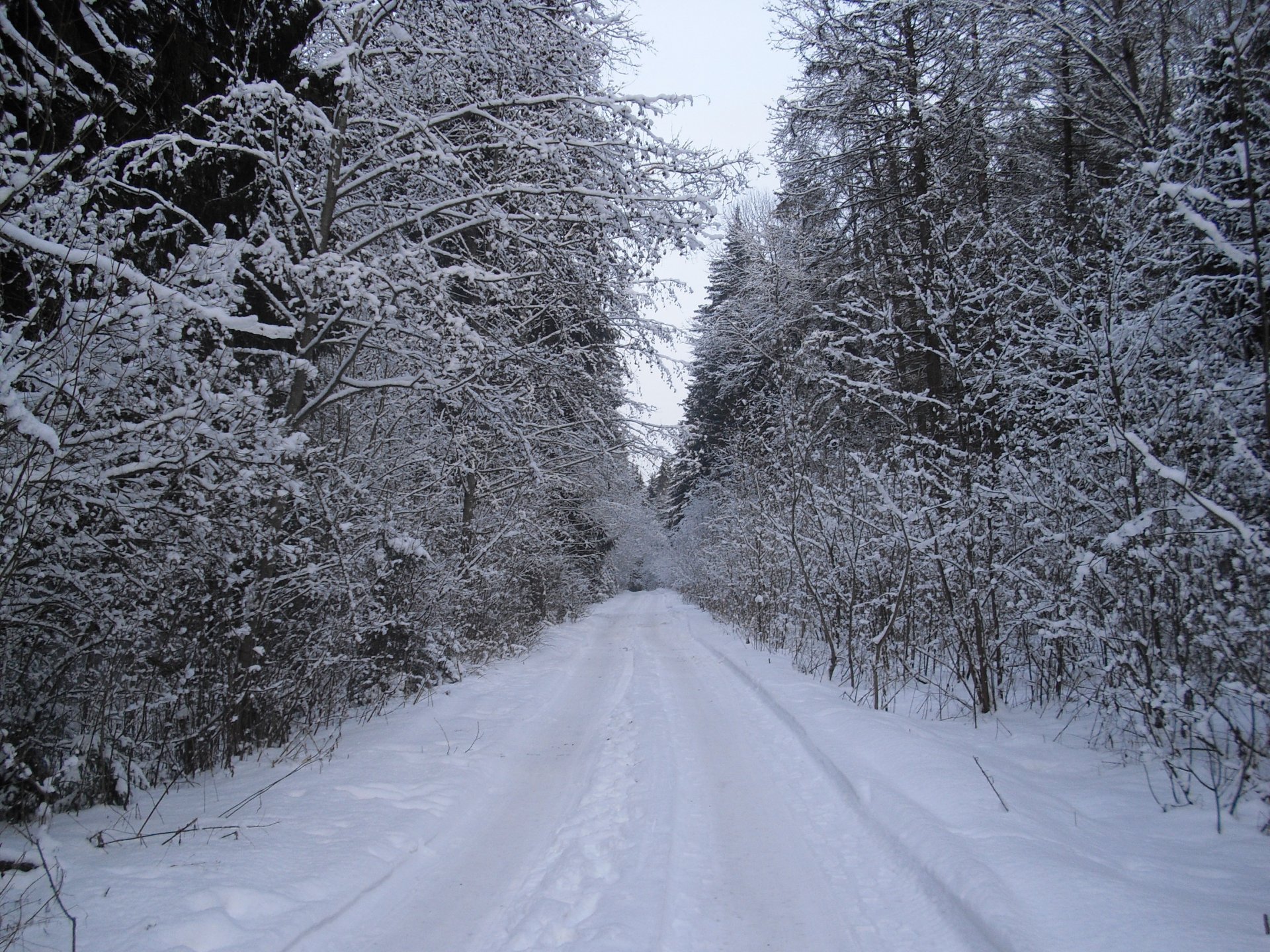 winter road forest