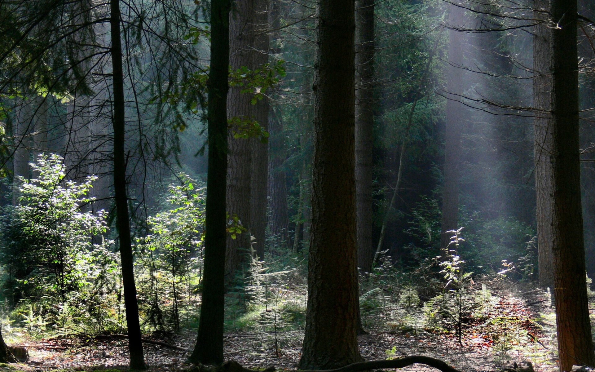 alberi foresta luce rami natura