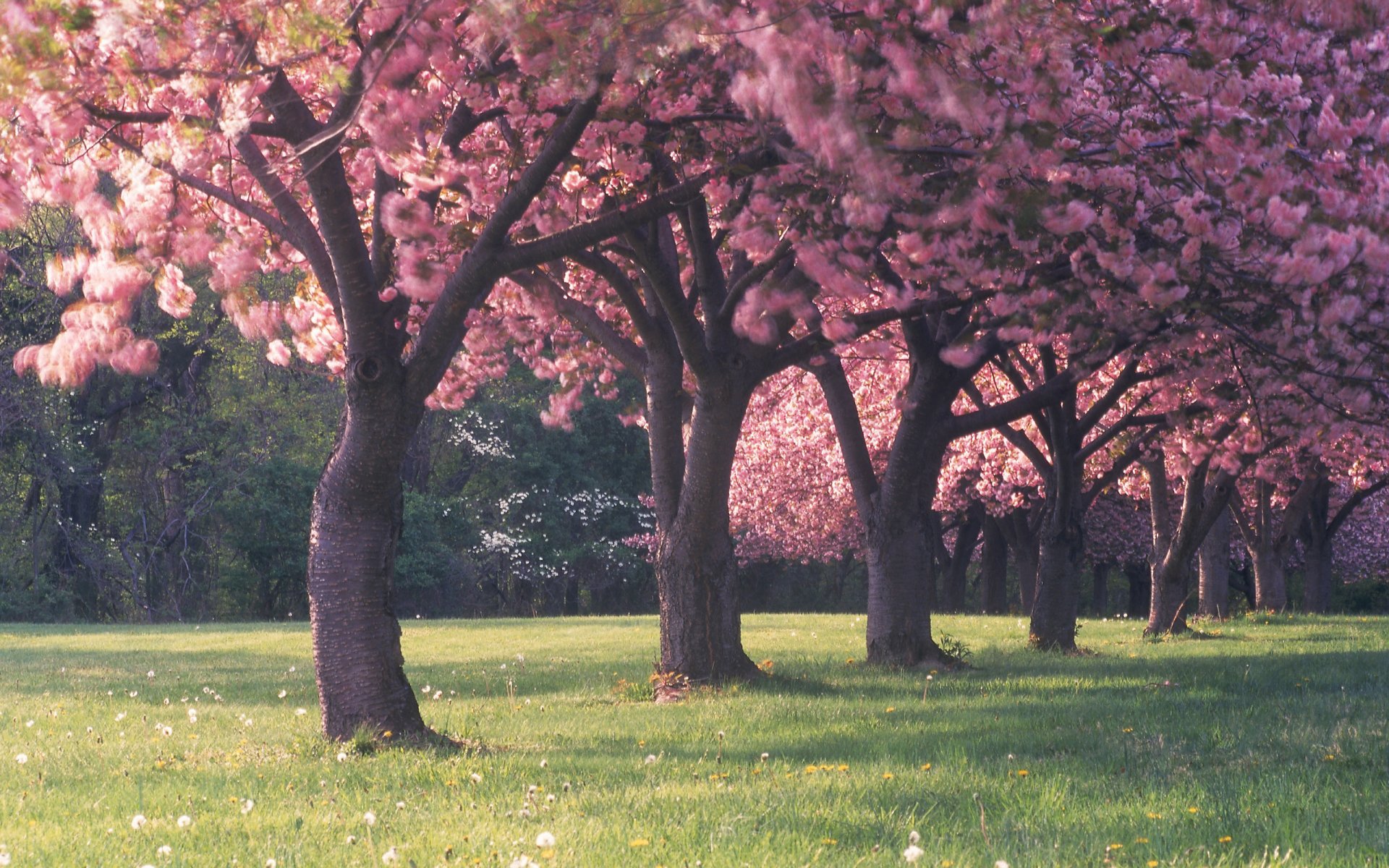 tree forest flower spring grass field beauty