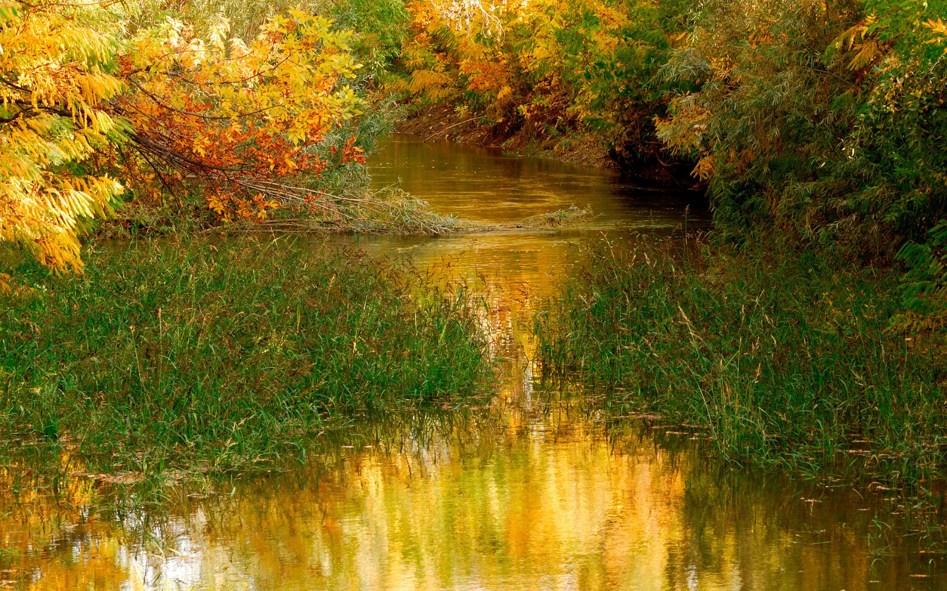 pond water nature tree leaves autumn gra