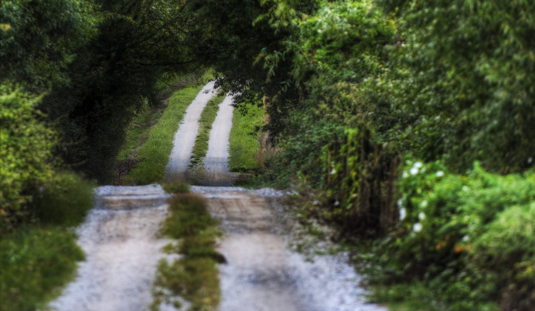 paysage nature route