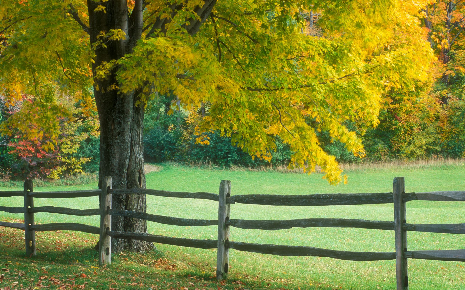 autunno recinzione albero