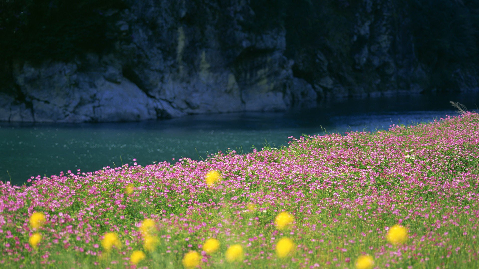 natur landschaften fluss wasser gras blumen feld foto