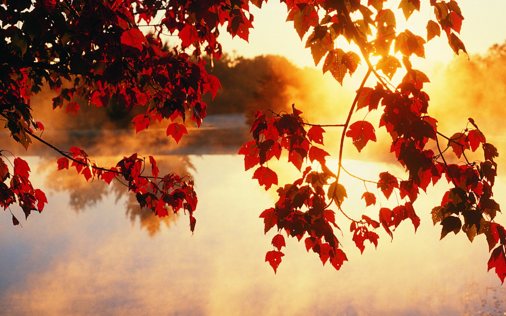 autunno alberi foglie sole luce raggi bellezza