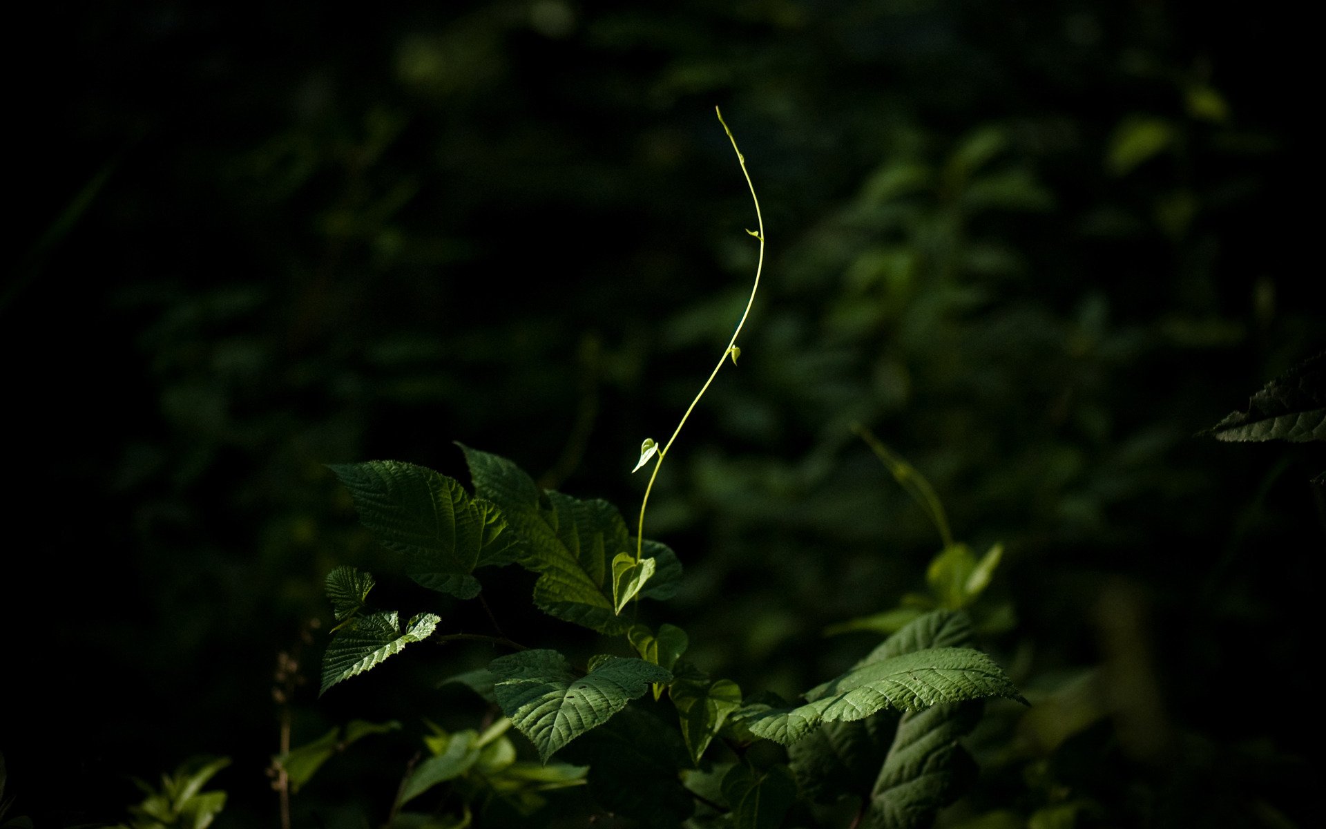 solitude de l été plante vers le haut