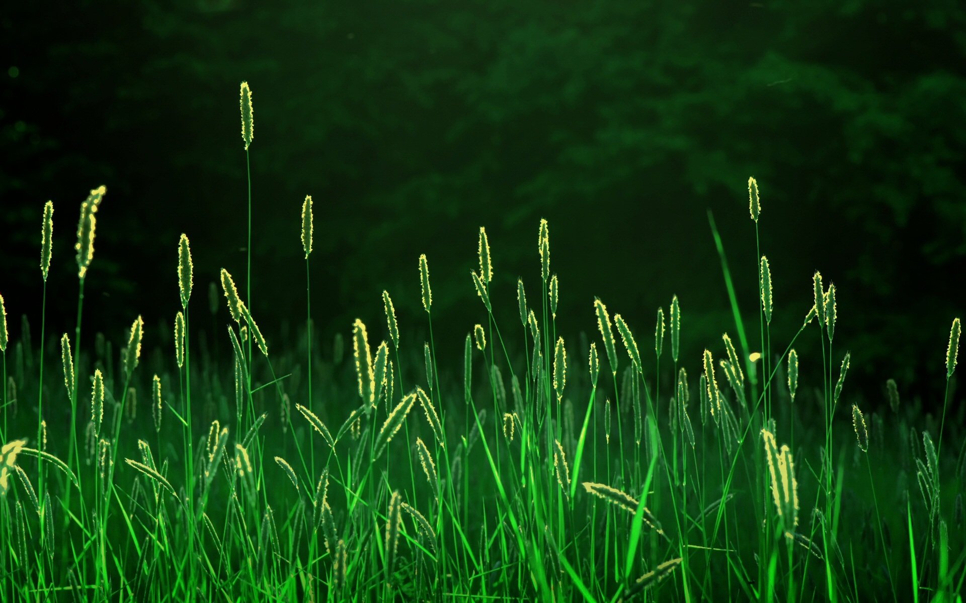 nature grass the field spikes ears forest light rays morning freshness landscapes field