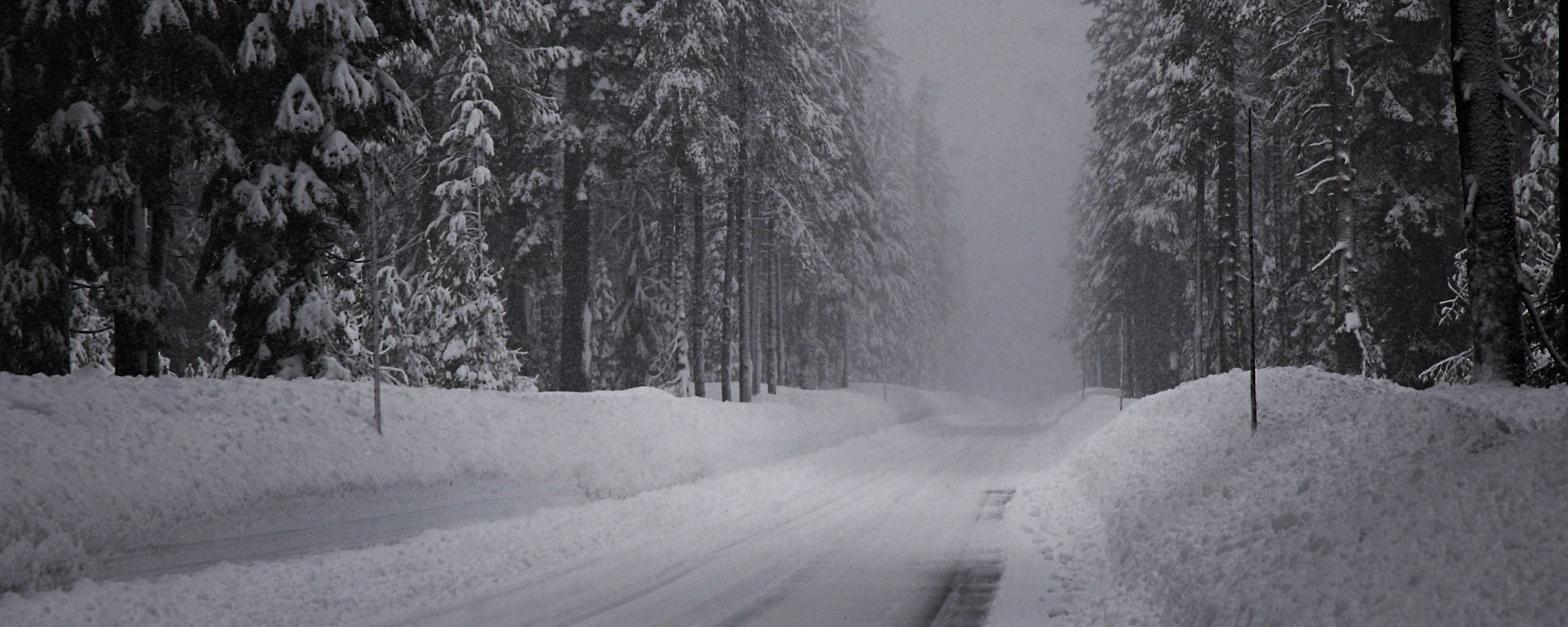 hiver route neige épinette