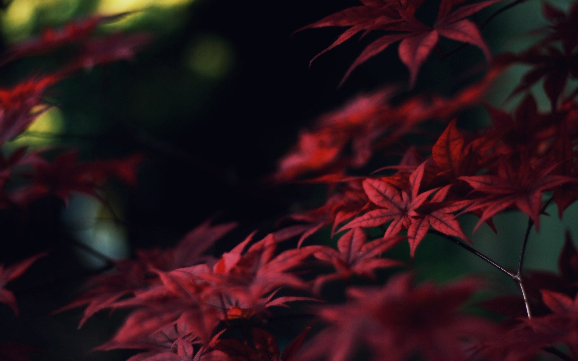 blätter rot ahorn zweige herbst