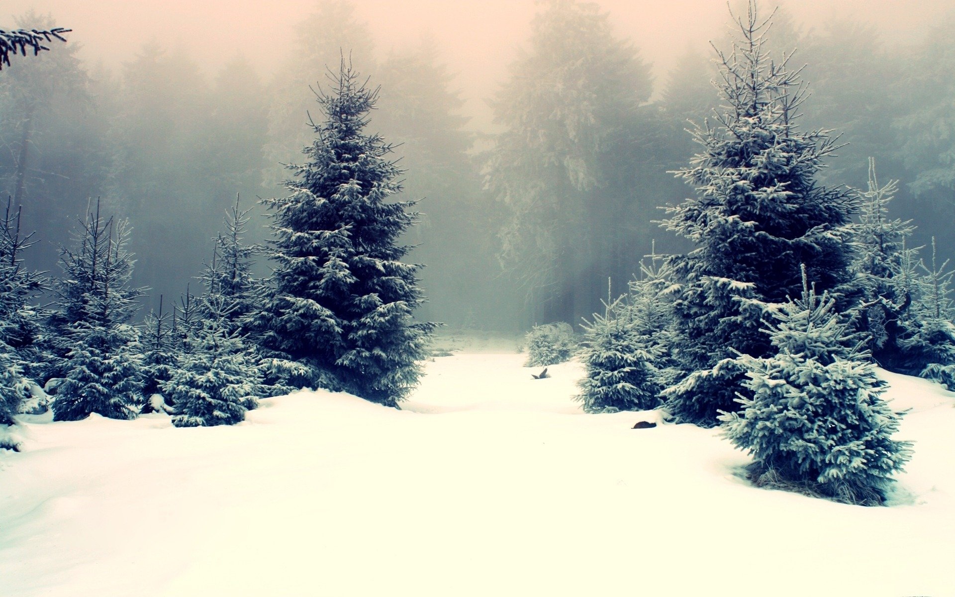 natur winter wald drifts im kreis