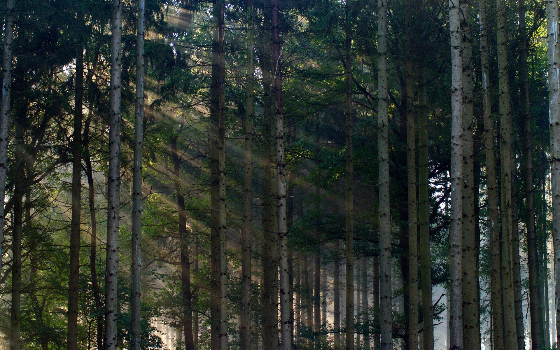 nature forêt mur nature