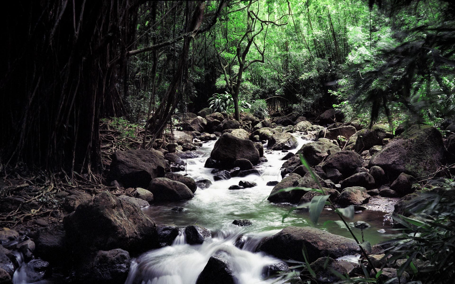 creek river water tree forest