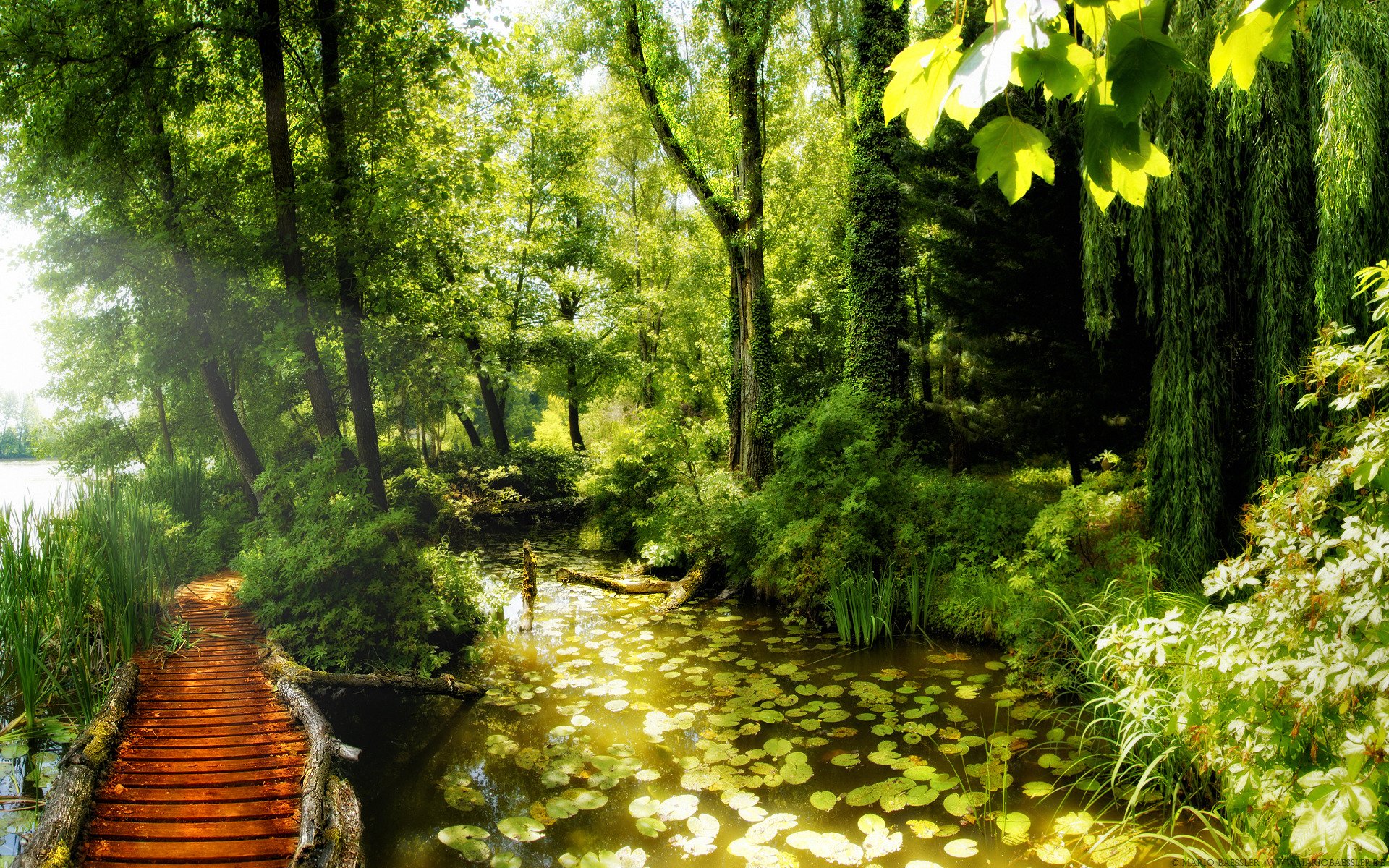 forêt.chemin étang lys beauté