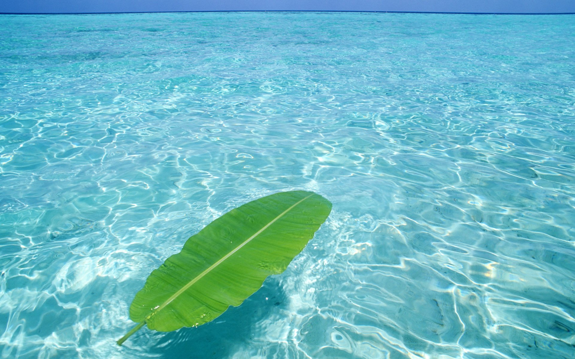 l eau mer feuille été