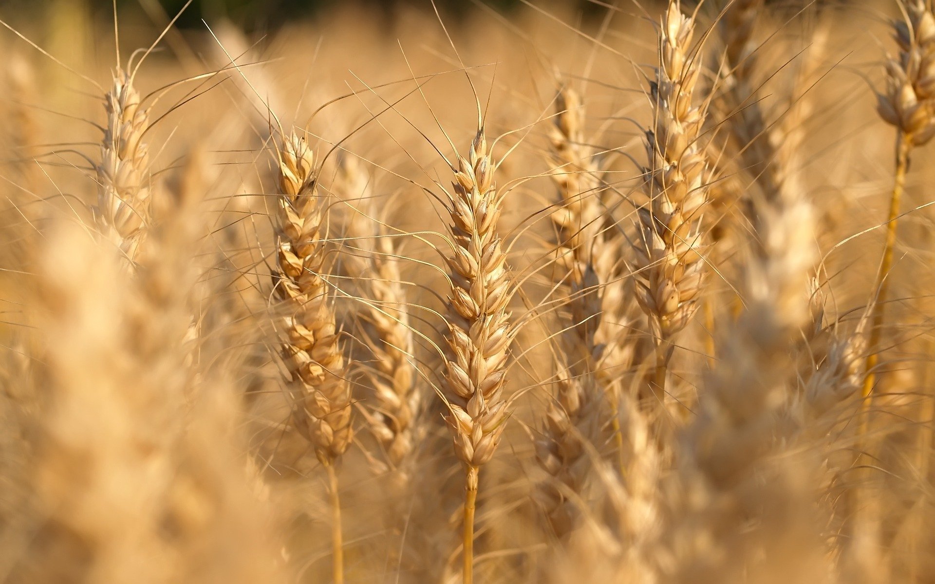 natur makrofoto von weizen feld feld makro naturwand landschaft