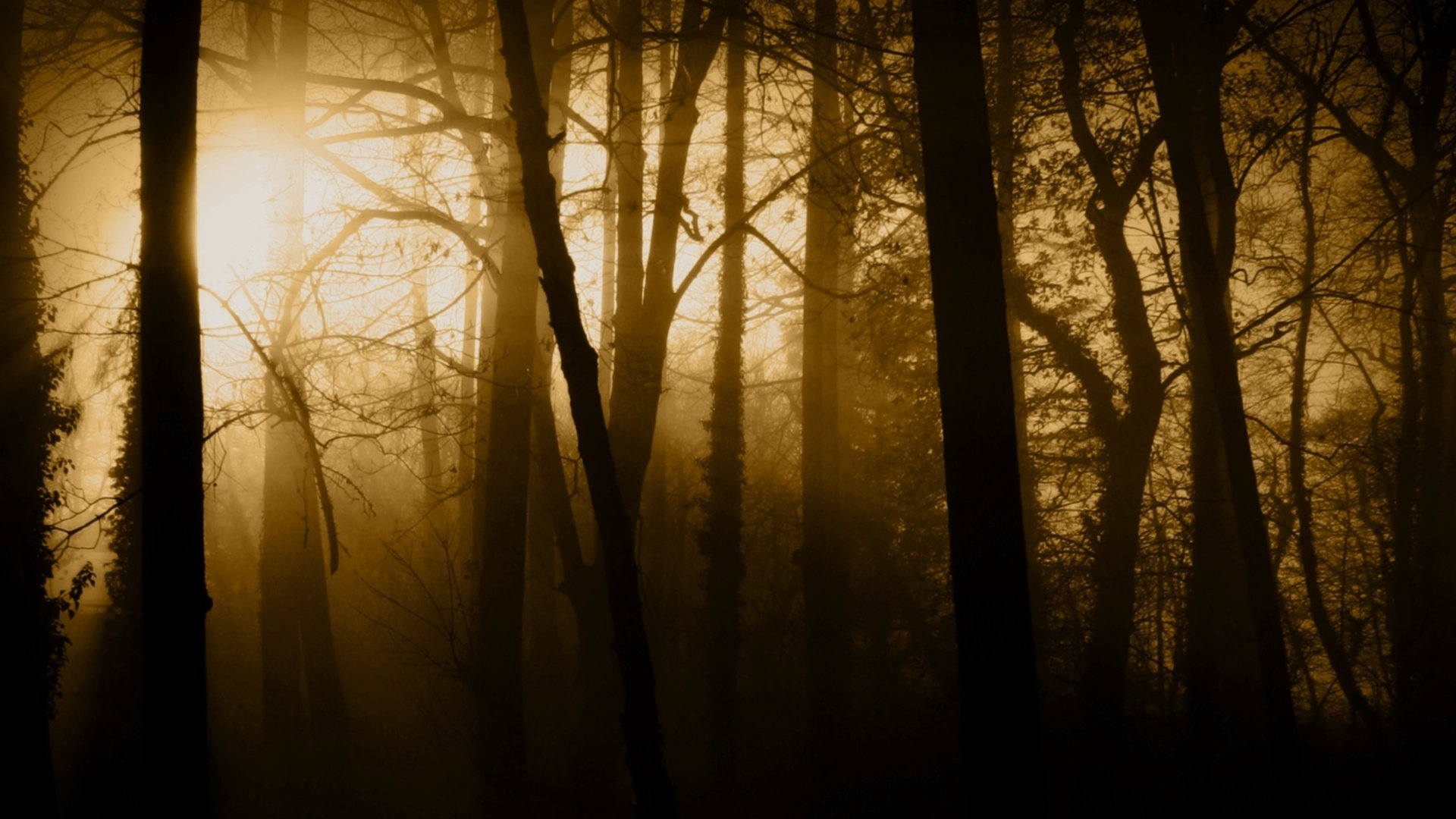 bosque niebla árboles troncos rayos luz naturaleza